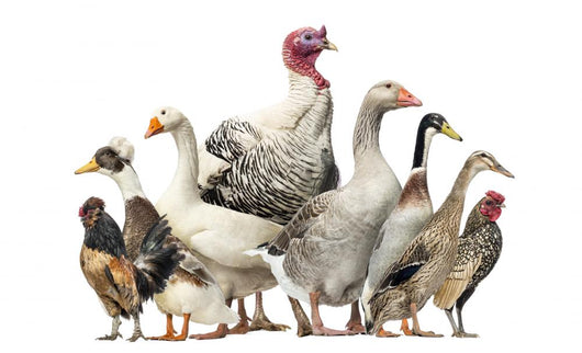 Group Ducks Geese and Wall Decal Design 2