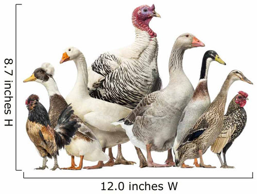 Group Ducks Geese and Wall Decal Design 2
