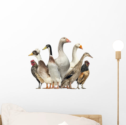 Group Ducks Geese and Wall Decal Design 1