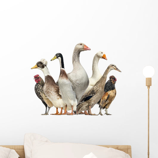 Group Ducks Geese and Wall Decal Design 1