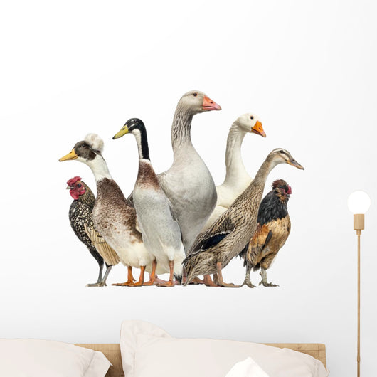 Group Ducks Geese and Wall Decal Design 1
