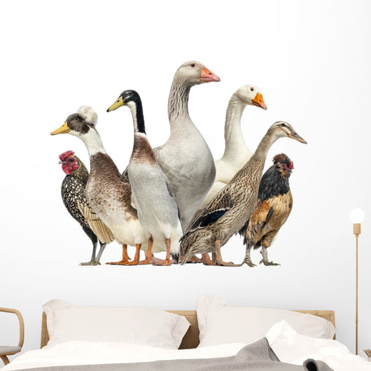 Group Ducks Geese and Wall Decal Design 1
