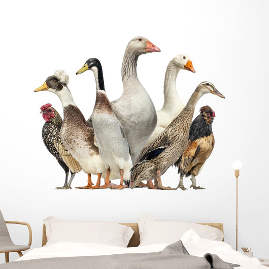 Group Ducks Geese and Wall Decal Design 1