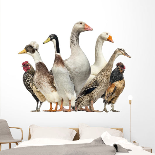 Group Ducks Geese and Wall Decal Design 1