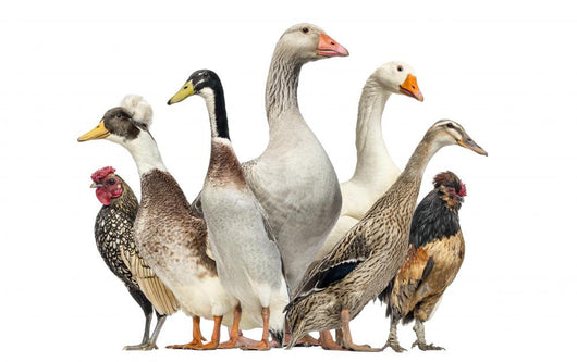 Group Ducks Geese and Wall Decal Design 1