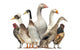 Group Ducks Geese and Wall Decal Design 1