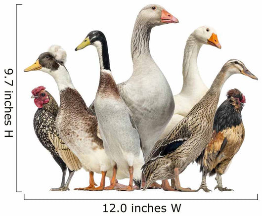Group Ducks Geese and Wall Decal Design 1