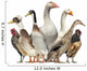 Group Ducks Geese and Wall Decal Design 1