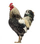 Brahma Rooster Wall Decal