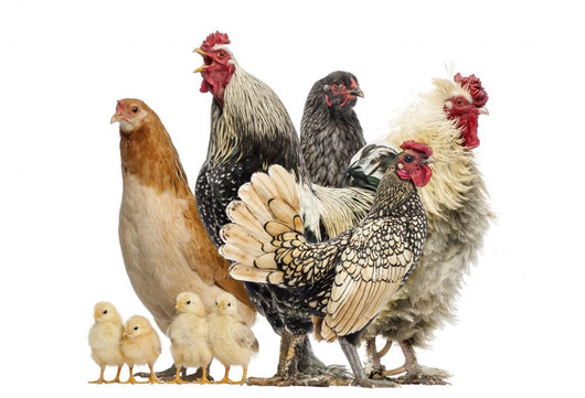 Group Hens Roosters and Wall Decal