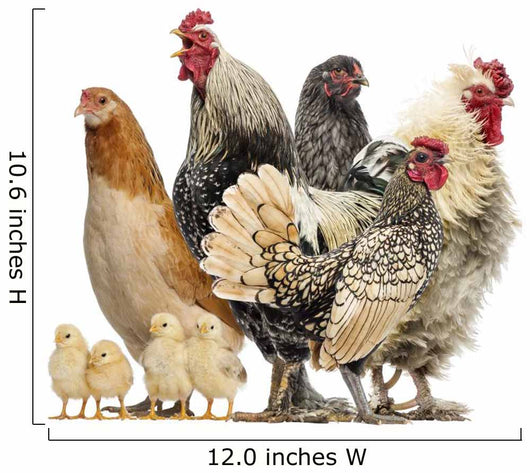 Group Hens Roosters and Wall Decal