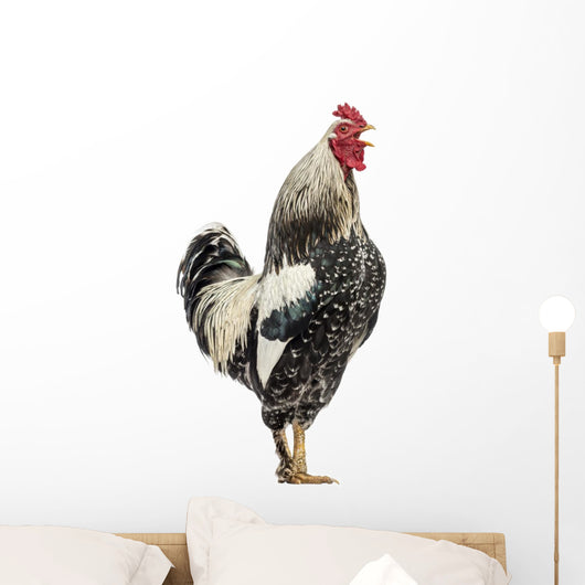 Side Brahma Rooster White Wall Decal