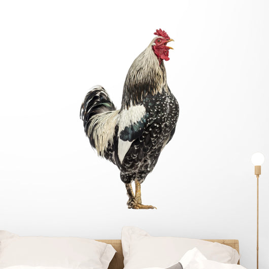 Side Brahma Rooster White Wall Decal