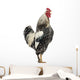 Side Brahma Rooster White Wall Decal