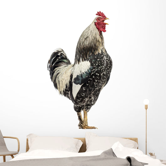 Side Brahma Rooster White Wall Decal