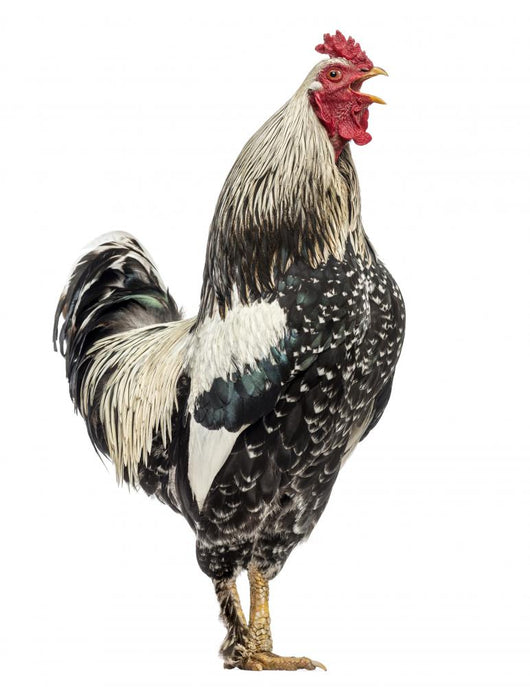 Side Brahma Rooster White Wall Decal