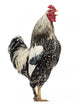 Side Brahma Rooster White Wall Decal