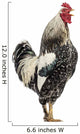 Side Brahma Rooster White Wall Decal