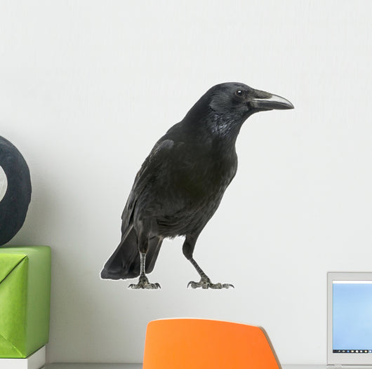 Carrion Crow White Wall Decal