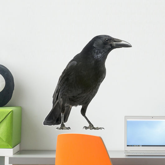 Carrion Crow White Wall Decal