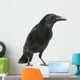 Carrion Crow White Wall Decal