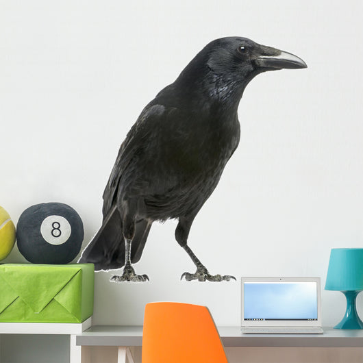 Carrion Crow White Wall Decal