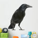 Carrion Crow White Wall Decal