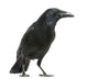 Carrion Crow White Wall Decal