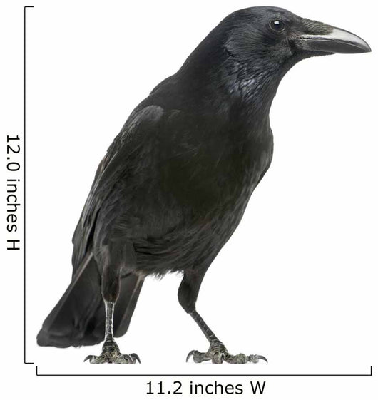 Carrion Crow White Wall Decal