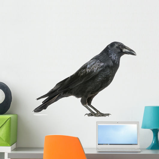 Carrion Crow Wall Decal