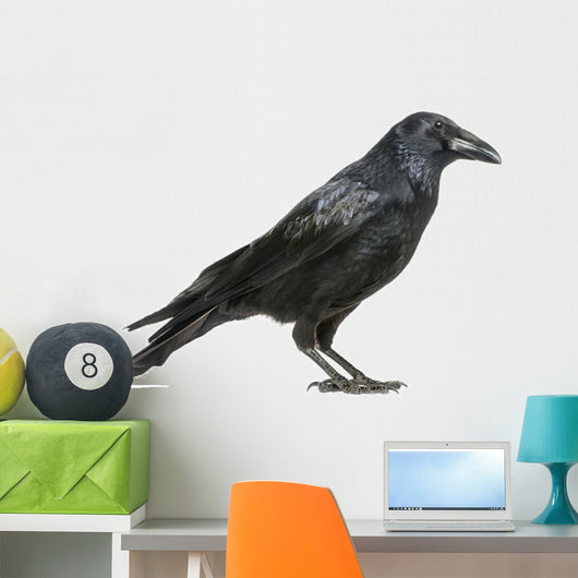 Carrion Crow Wall Decal