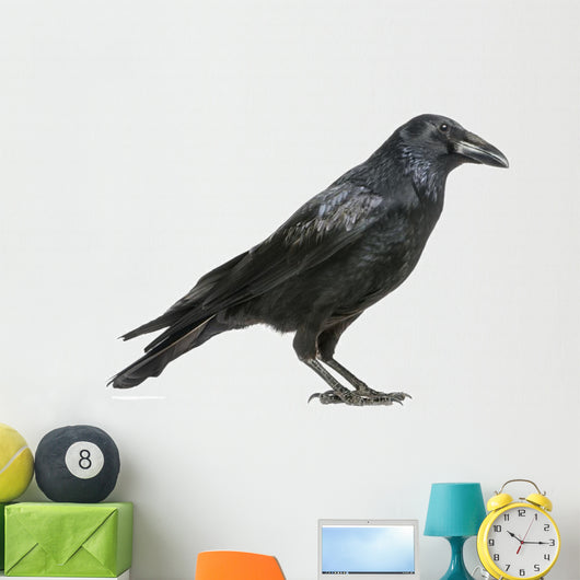 Carrion Crow Wall Decal