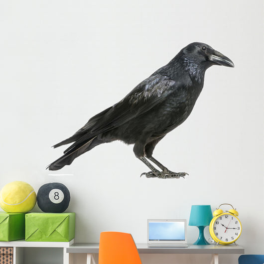 Carrion Crow Wall Decal