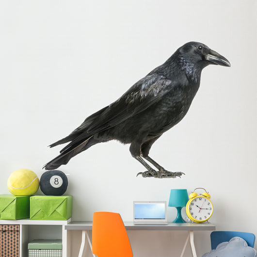 Carrion Crow Wall Decal