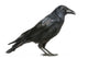 Carrion Crow Wall Decal