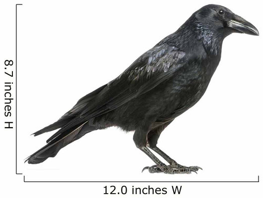 Carrion Crow Wall Decal