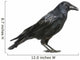 Carrion Crow Wall Decal
