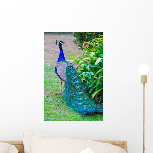 Close-up Portrait Beautiful Peacock Wall Decal