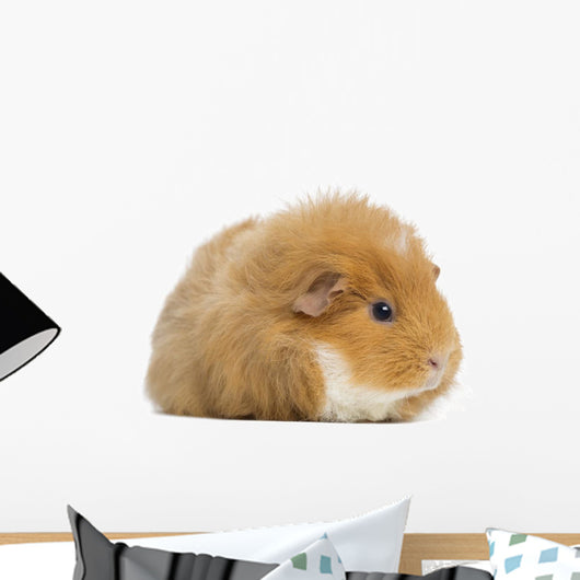Teddy Guinea Pig Wall Decal