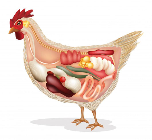 Anatomy Chicken Wall Decal