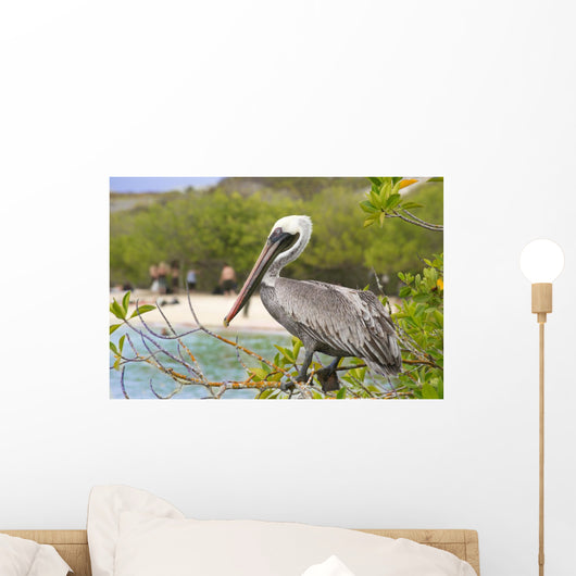 Brown Pelican Wall Decal