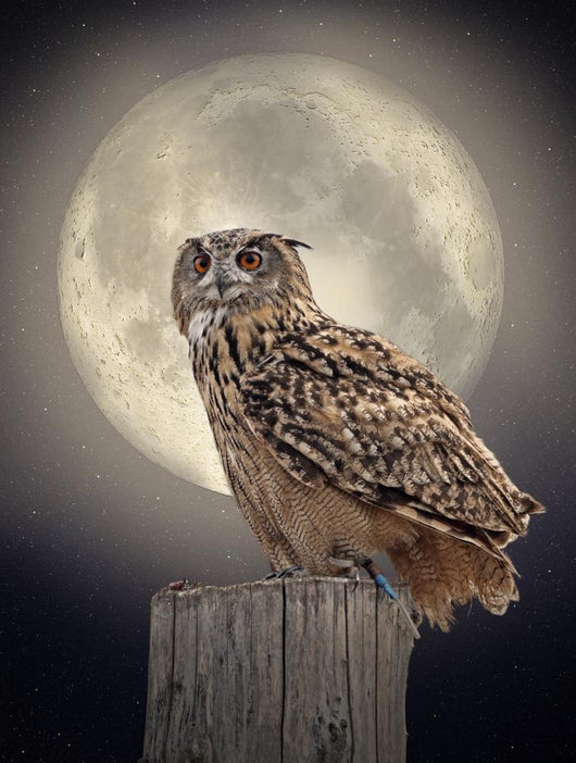 Owl Moonlight Wall Decal