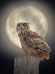 Owl Moonlight Wall Decal