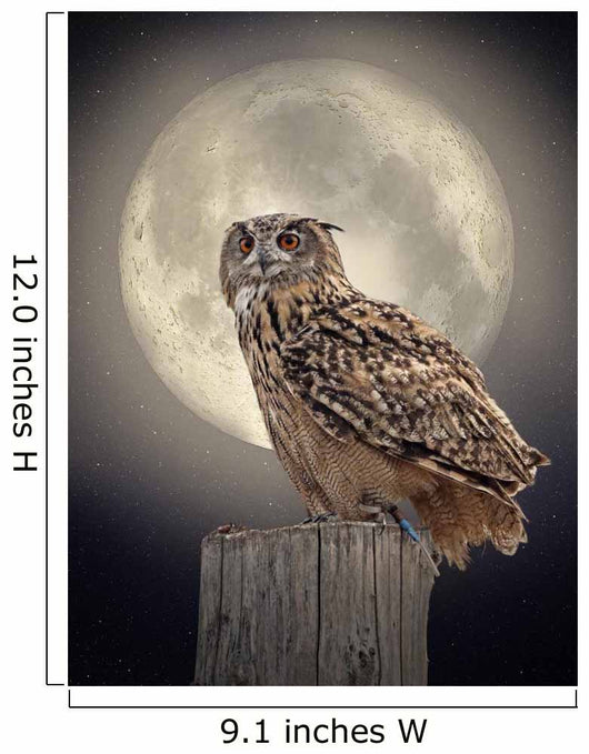 Owl Moonlight Wall Decal