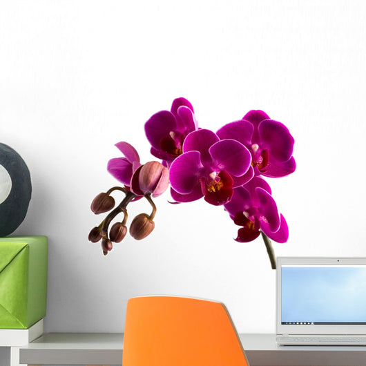 Orchid
