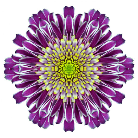 Mandala Chrysanthemum Flower Wall Decal