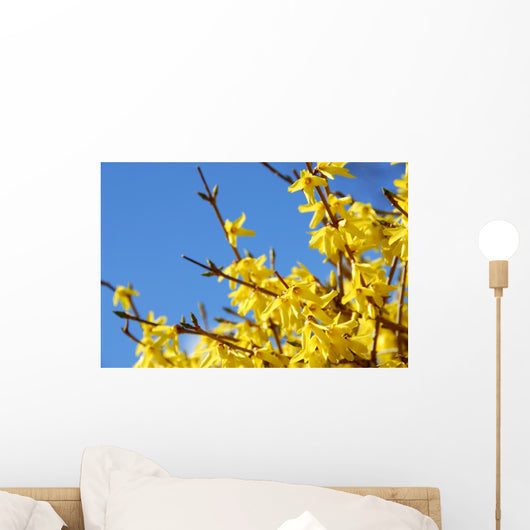 spring bloom forsythia Wall Mural