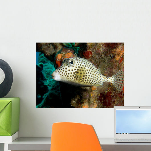 A Spotted Trunkfish in the Caribbean Sea Wall Mural