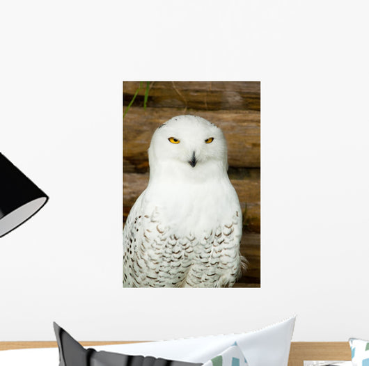 Snow owl Wall Mural