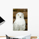 Snow owl Wall Mural
